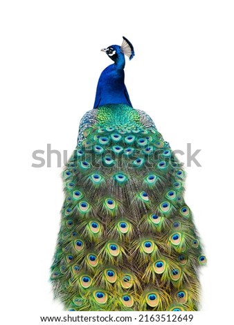 peacock isolated on a white background Royalty-Free Stock Photo #2163512649
