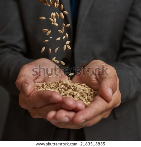 Close up of wheat grains falling in palms of blurred partial agricultural entrepreneur. Man wearing suit. Concept of agriculture business. Isolated on grey background. Studio shoot