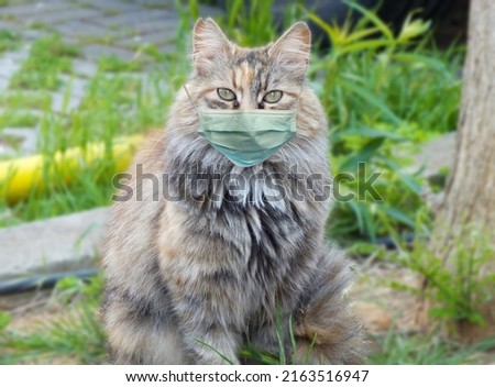 Cat in a medical mask, Protective antiviral mask on the cats face, Protective face mask for animals. COVID-19, Coronovirus, hantavirus concept, Epidemic in animals Royalty-Free Stock Photo #2163516947