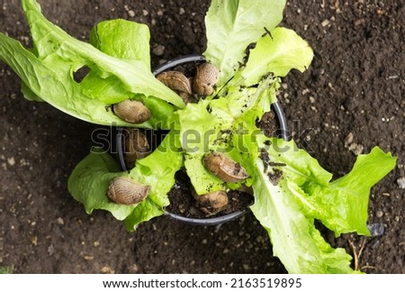 Pests slug eat salad in a pot among the garden. Invertebrates are pests of vegetables and fruits Royalty-Free Stock Photo #2163519895