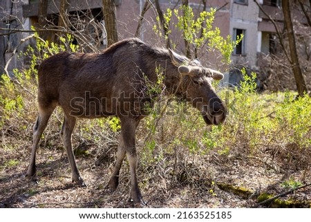 Wild Elk in the ghost city of Pripyat Royalty-Free Stock Photo #2163525185