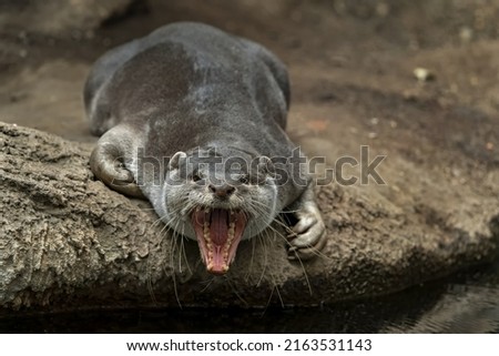  The smooth-coated otter (Lutrogale perspicillata) is an otter species occurring in most of the Indian subcontinent and Southeast Asia                              