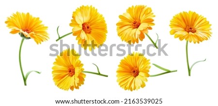 Calendula flowers close up isolated on white background. Collection Calendula Clipping Path