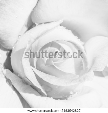 monochrome macro photography flower rose with white petals close-up top view