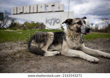 Dog in front of the stele of the city of Pripyat (The inscription on the stele - Pripyat) Royalty-Free Stock Photo #2163543271