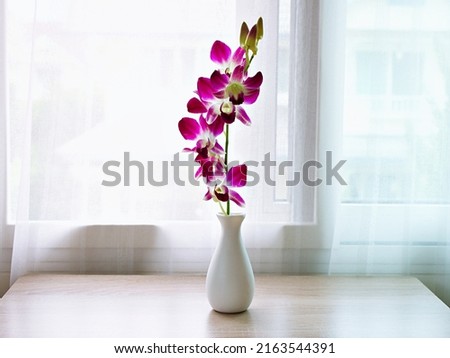 Violet purple orchids flowers in vase on table window light ,flora Cooktown orchid background or wallpaper ,copy space for lettering ,women's day ,mother's day ,spa relaxation ,still life for products Royalty-Free Stock Photo #2163544391