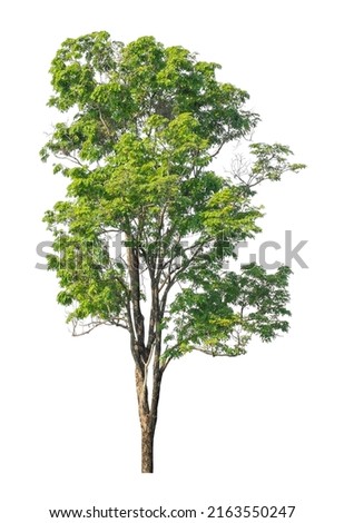 Tree on transparent picture background with clipping path, single tree with clipping path and alpha