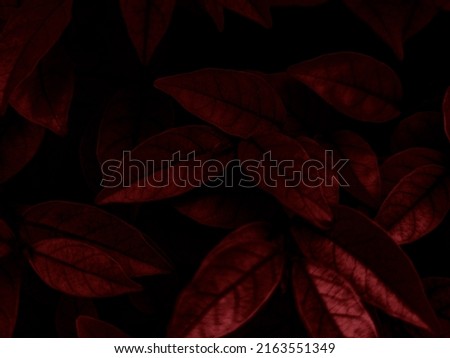 Beautiful abstract color black and red flowers on black background, light pink flower frame, pink leaves texture, dark background, valentines day, love theme, red texture  Royalty-Free Stock Photo #2163551349