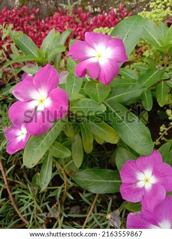 Beautiful and cute purple and white flowers in school garden