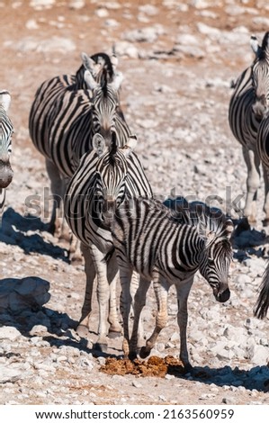 A group of Burchell's Plains zebra -Equus quagga burchelli- standing in a straight line in Etosha National Park, Namibia.