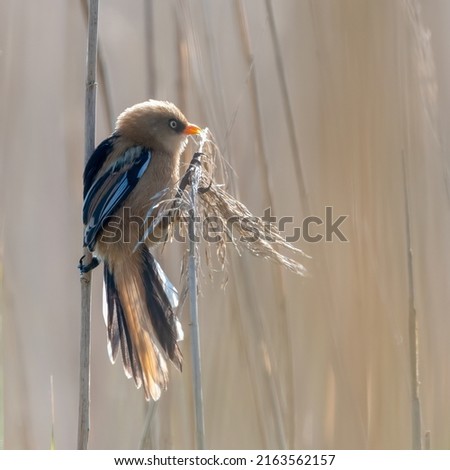 Juvenile bearded tit, or bearded reedling (Panurus biarmicus) balances between the reeds in the early morning light, Norfolk, UK. Royalty-Free Stock Photo #2163562157