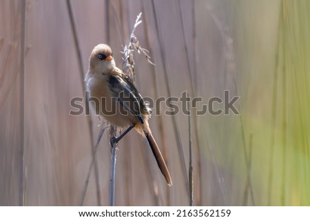 Juvenile bearded tit, or bearded reedling (Panurus biarmicus) perches in the reeds, backlit by early morning sun. Royalty-Free Stock Photo #2163562159