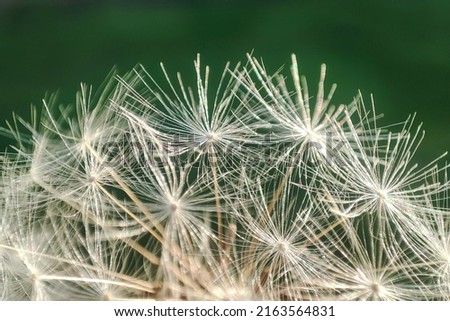 Abstract dandelion background. artistic nature closeup. Spring summer background. Close up dandelion seeds, macro