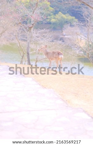 Deer pictures taken in Nara, Japan.