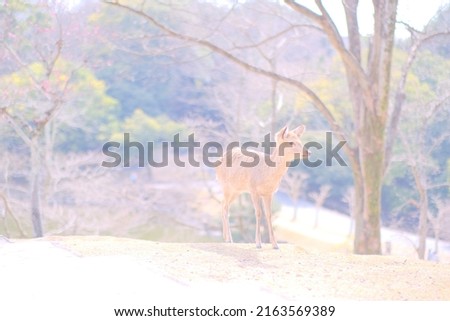 Deer pictures taken in Nara, Japan.