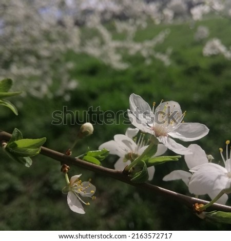 Apple tree flowers in the garden close up
