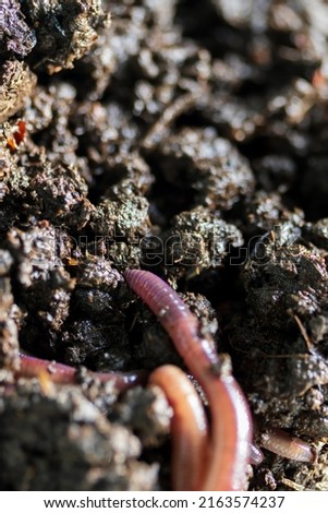 Greenhouse macro black earthworm.Eisenia fetida garden compost and plant waste recycling worms as fertile soil amendments and fertilizers.