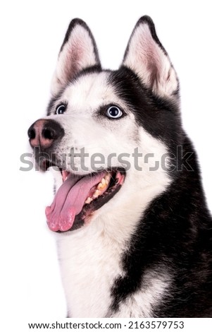 Portrait of the young Siberian Husky dog