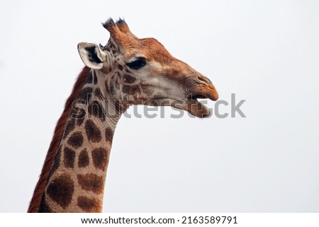 VIEW OF THE HEAD OF A TALL GIRAFFE WITH MOUTH OPEN WHILE CHEWING