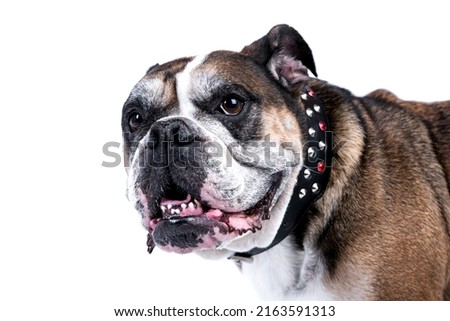 the portrait of very old English Bulldog Dog