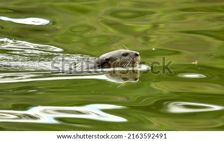 Lone otter swimming in a pond