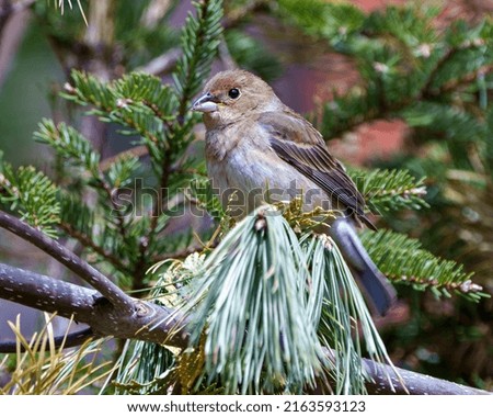 Sparrow close-up perched on a branch with a blur green coniferous tree background  in its environment and habitat surrounding.House Brown Sparrow.