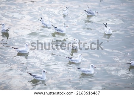 Flock of seagulls playing in the sea near the shore