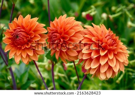 Dahlia 'Aroldessa' is a decorative dahlia with orange flowers Royalty-Free Stock Photo #2163628423