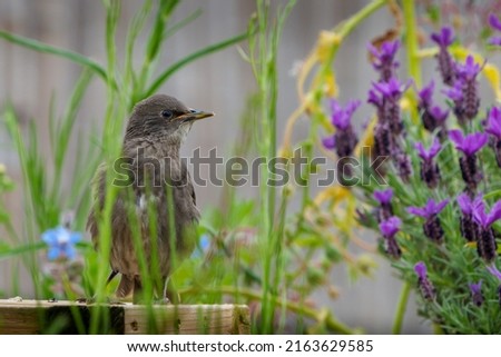 Young starling with lavender plant