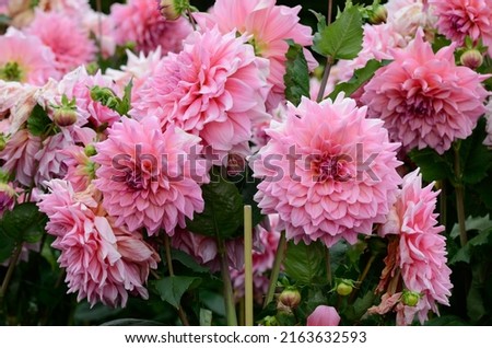 Dahlia 'Otto's Thrill' is a decorative dahlia with pink flowers Royalty-Free Stock Photo #2163632593