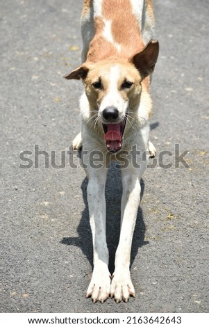 a adult street dog of india , dog in street, captured from far distance..