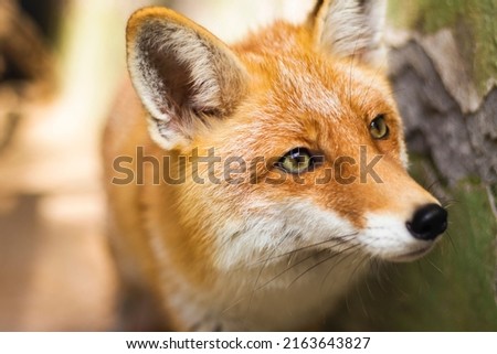 Red Fox - Vulpes vulpes, sitting up at attention, direct eye contact, face, tree bokeh in background. High quality photo