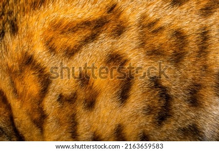Close up detail of Bengal cat brown rosettes spots wooly texture. Animal fur background, feline pelt