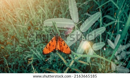 Acraea terpsicore ,small orange butterflies perched on the grass with a building background and the effect of sunlight,