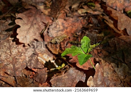 Oak tree sapling rising between fallen dried leaves on the ground. Emerging new life in nature. Reforestation, environmental protection and natural regeneration themed image. Royalty-Free Stock Photo #2163669659
