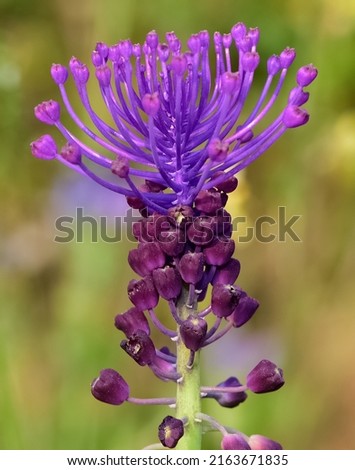 photos of wild flowers, wild hyacinths