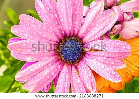 Beautiful flower with water drops. Flower close up. Pink flower with dew