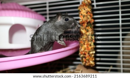 black mouse gerbil in a cage house
