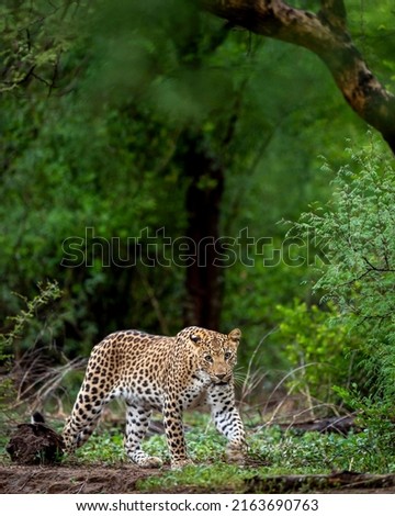 Indian wild male leopard or panther walking head on with an eye contact in natural green background during monsoon season wildlife safari at forest of central india - panthera pardus fusca