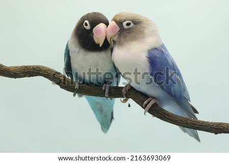 A pair of lovebirds are perched on a tree branch. This bird which is used as a symbol of true love has the scientific name Agapornis fischeri. Royalty-Free Stock Photo #2163693069