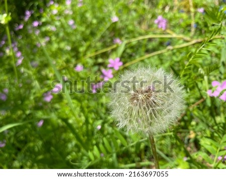 Beautiful dandelions. Dandelions with green background and flowers