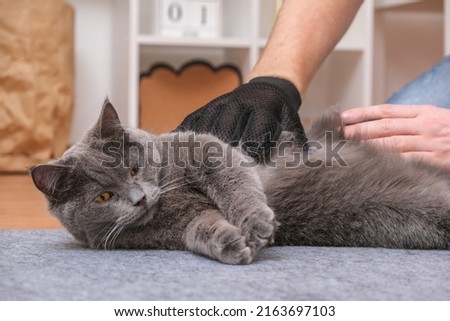 A man combs the cat's fur with a special glove and comb. Royalty-Free Stock Photo #2163697103