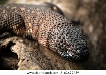 Mexican beaded lizard (Heloderma horridum) close-up Royalty-Free Stock Photo #2163699459