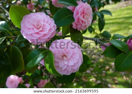 Japanese camellia is a dense and formal-appearing large shrub and small tree. Royalty-Free Stock Photo #2163699595