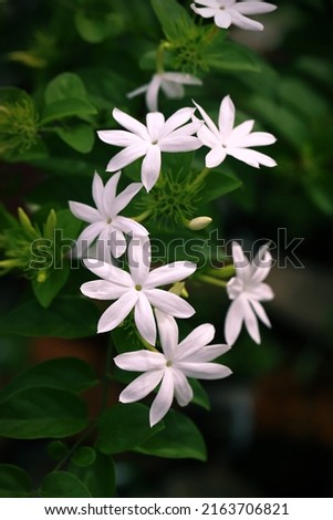 Star jasmine flowers with green leaves background