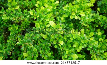 Japanese Holly or Box-leaved holly.

It's a evergreen shrub or small tree going of 3-5m. The leaves are glossy. Royalty-Free Stock Photo #2163712517