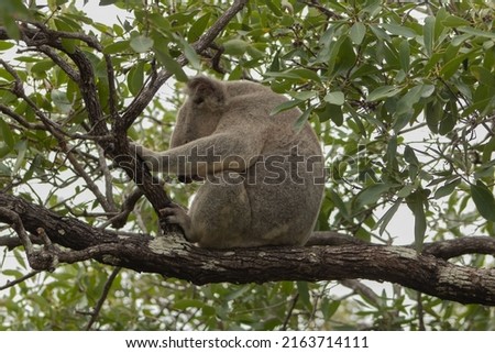 wild koala hang on on a tree