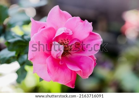 close up of japanese camellia flower. With a blurred background. Selective focus.