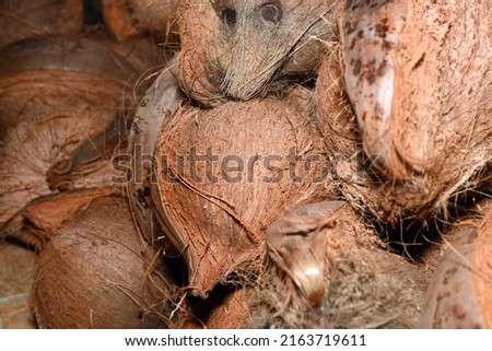 photo of an old coconut that has dried and the husk has been peeled