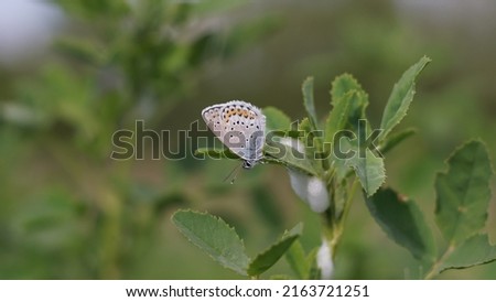 Beauty of Polyommatus icarus: The Common Blue butterfly. Spring season